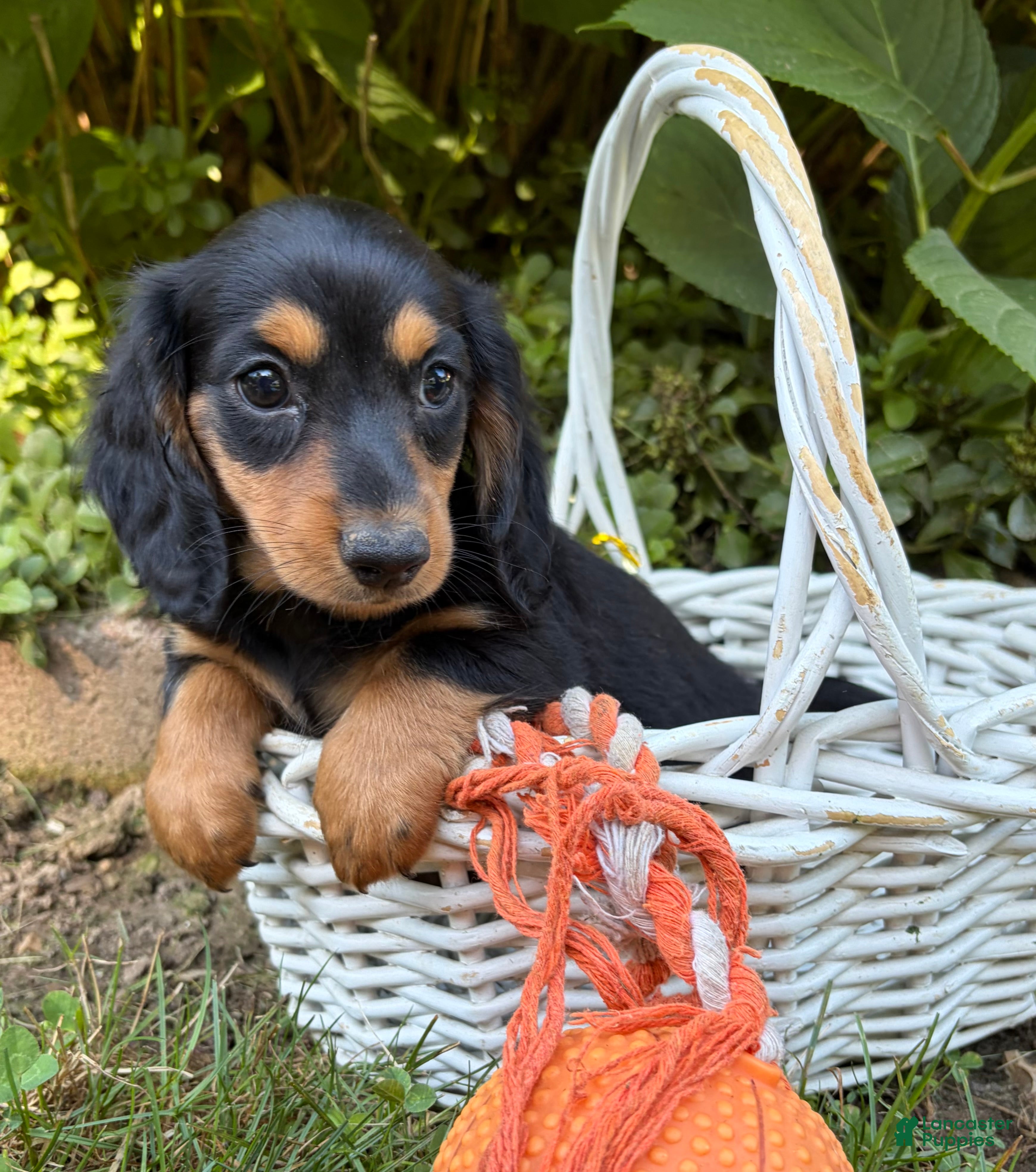 Dachshund dogs Remington - Ad 2