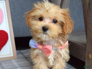 Maltipoo dogs Felicity - Ad 26
