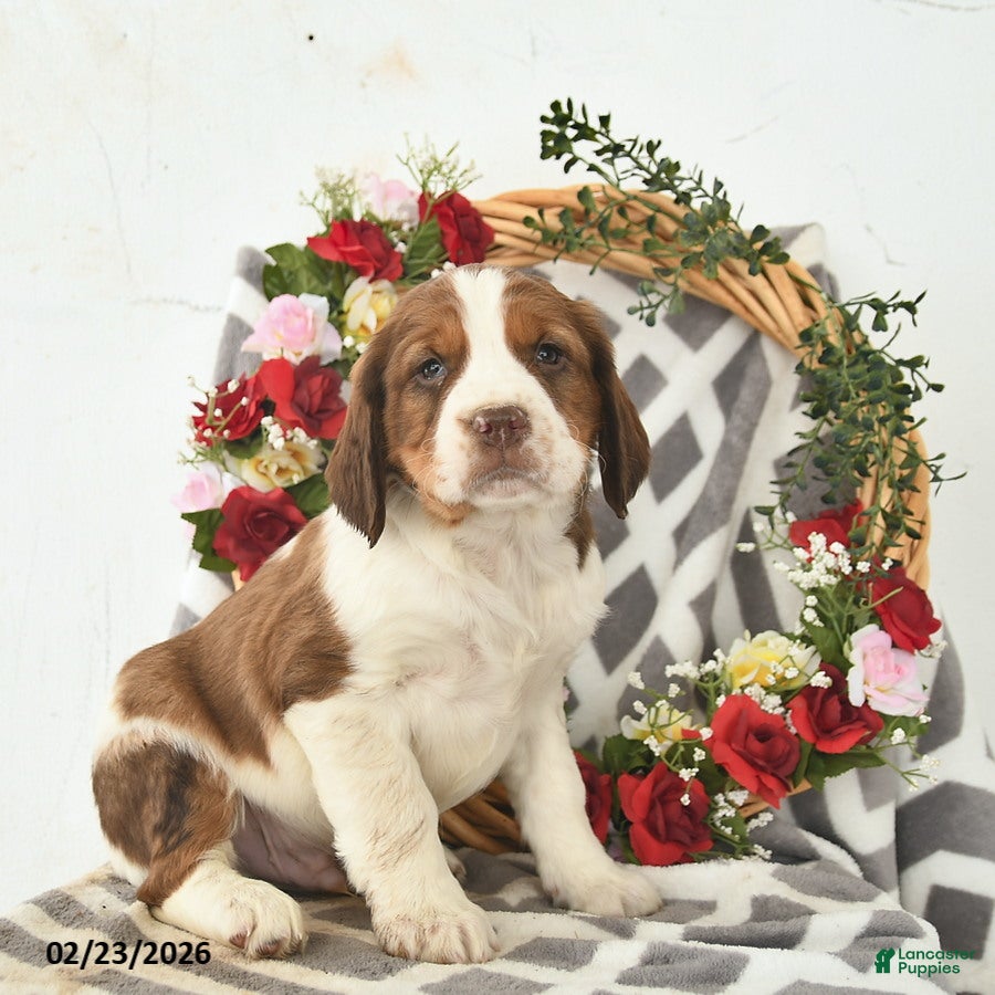 English Springer Spaniel dogs Duke  - Ad 1