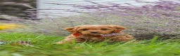 Cavapoo dogs for sale: Rover - Ad 11