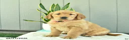 Golden Retriever dogs for sale: Nutmeg  - Ad 2