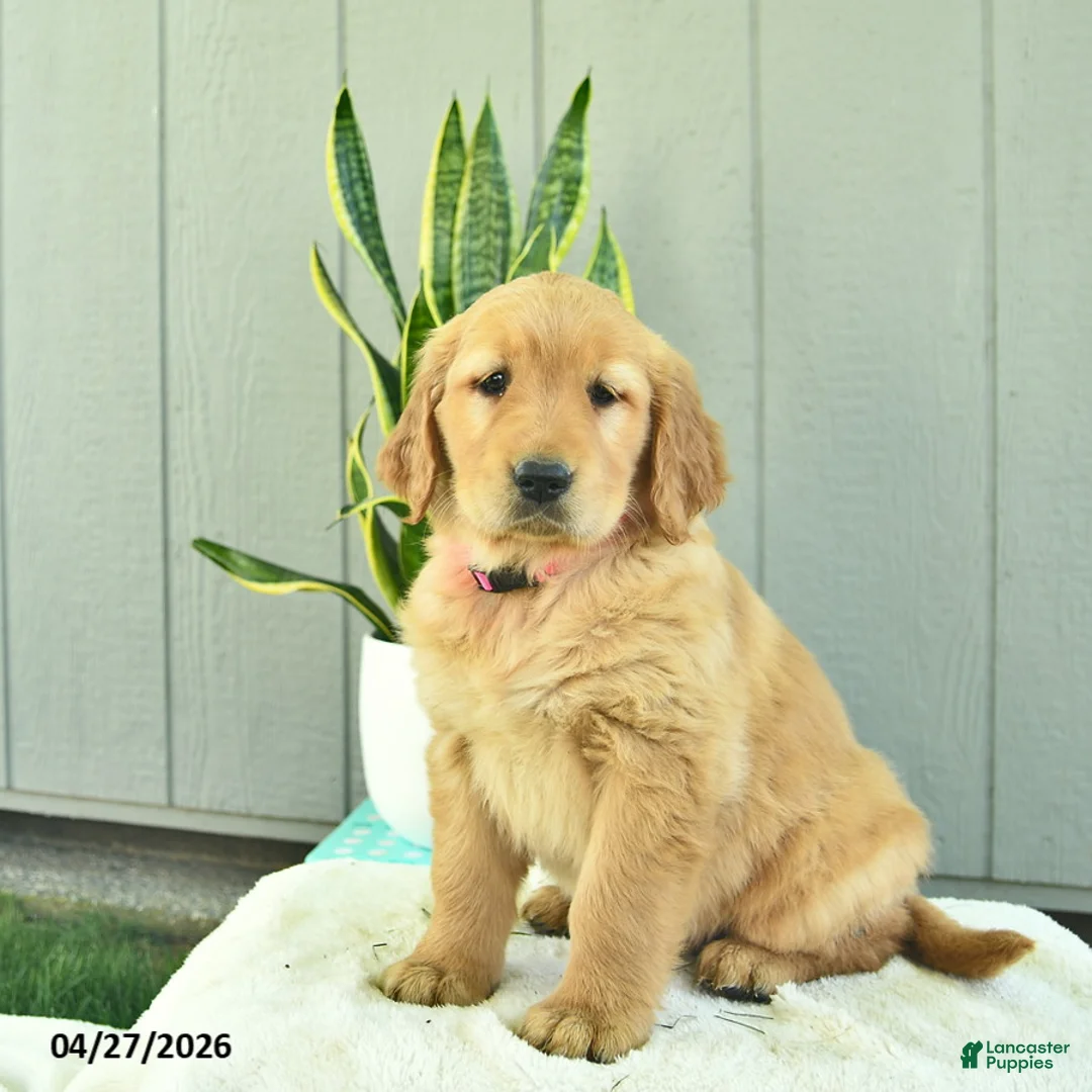 Golden Retriever dogs for sale: Nutmeg  - Ad 2