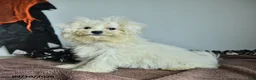 Pomapoo dogs for sale: Hermione - Ad 5