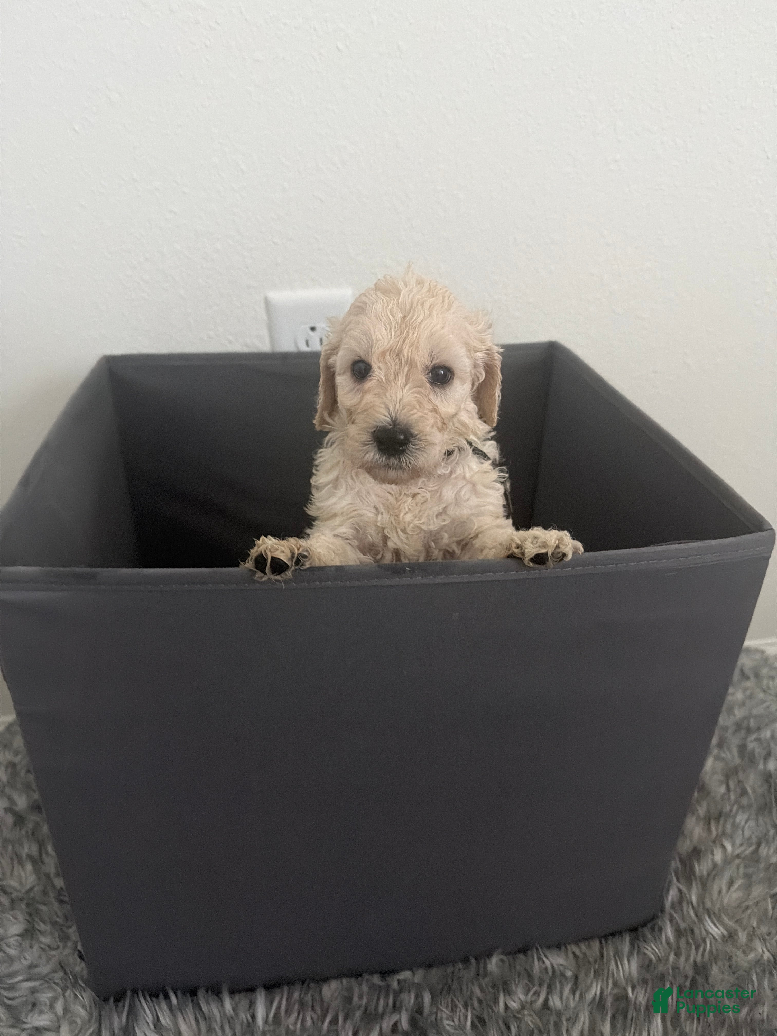 Goldendoodle dogs for sale: Goldendoodle (Blonde) - Ad 3