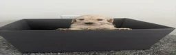 Goldendoodle dogs for sale: Goldendoodle (Blonde) - Ad 1
