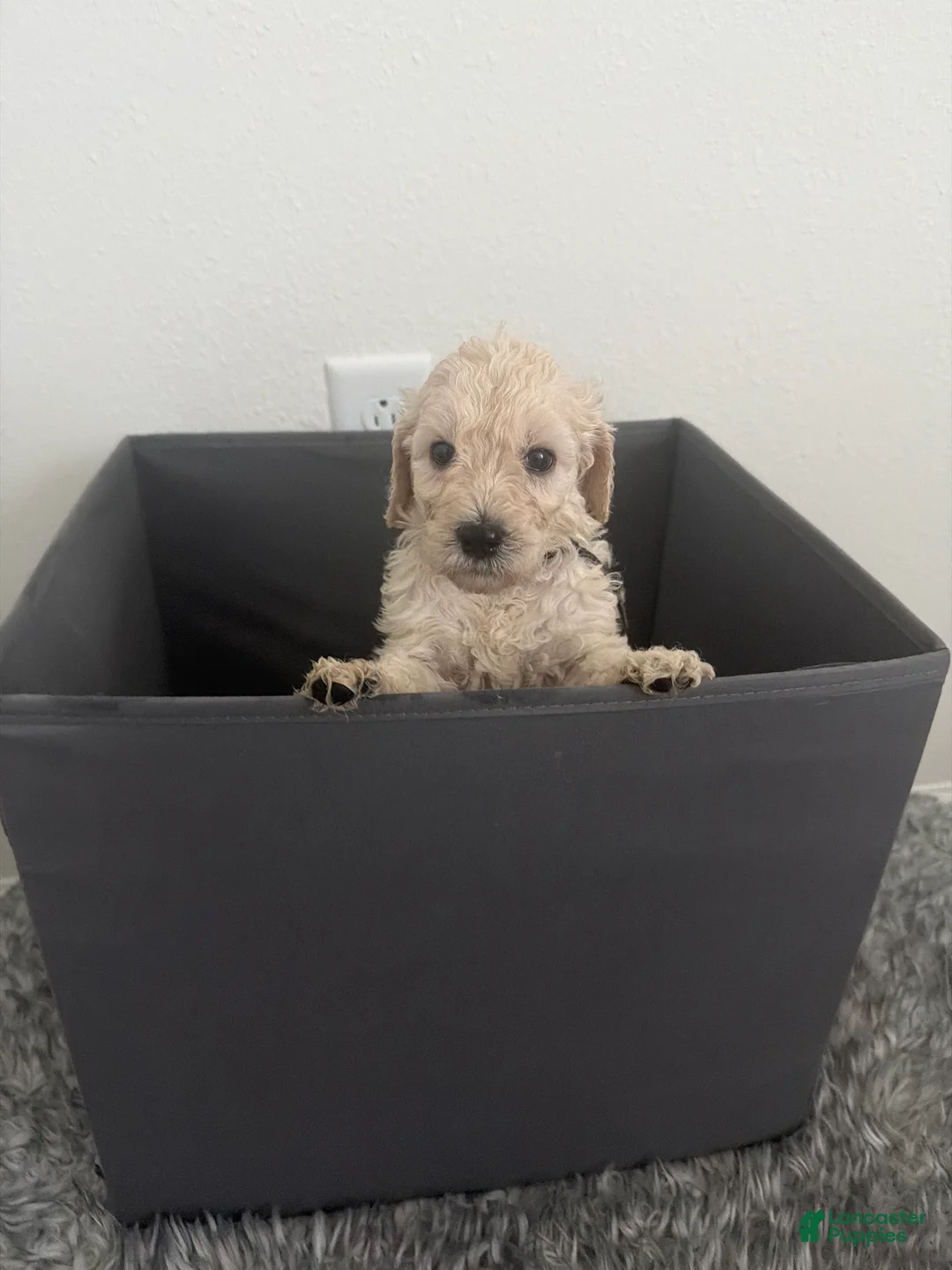 Goldendoodle dogs for sale: Goldendoodle (Blonde) - Ad 1
