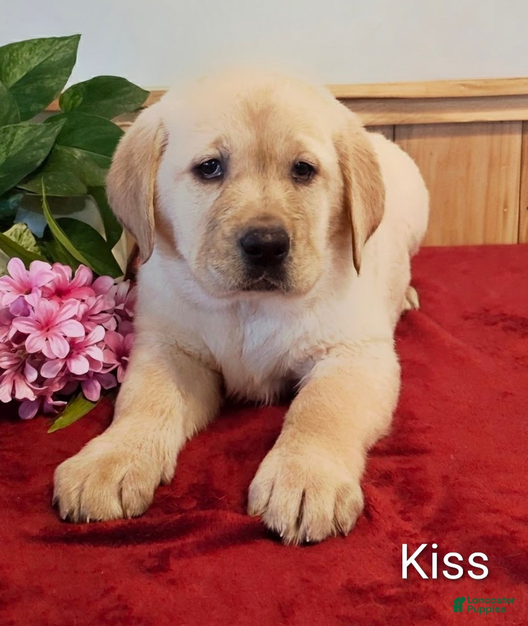 Goldador dogs for sale: Kiss - Ad 6