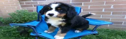 Bernese Mountain Dog dogs for sale: Tulip - Ad 3