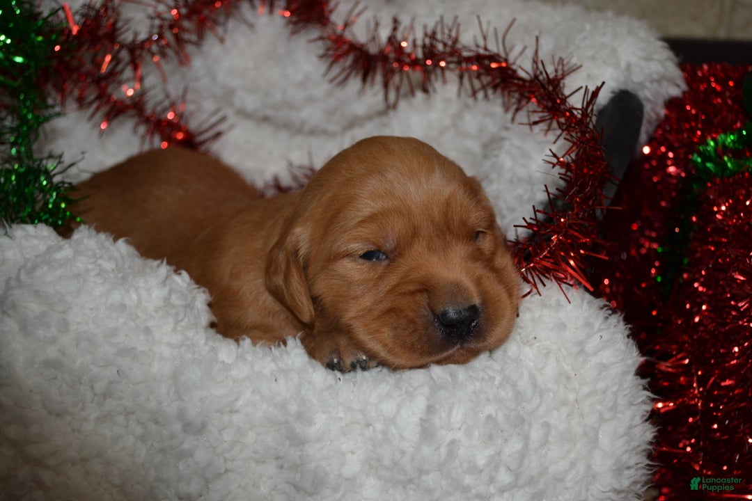Golden Retriever dogs for sale: Ruby - Ad 2