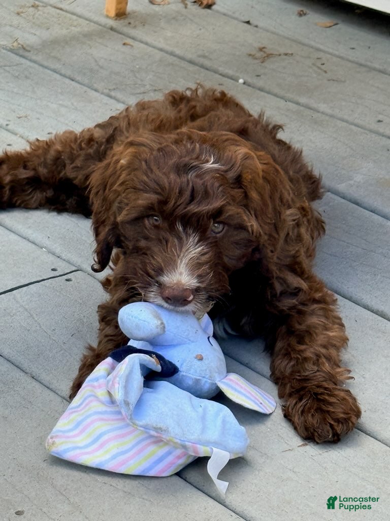 Mixed Breed dogs Dylan Male - Ad 1