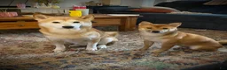 Shiba Inu dogs for sale: Shiba Inu Puppy 1 - Ad 9