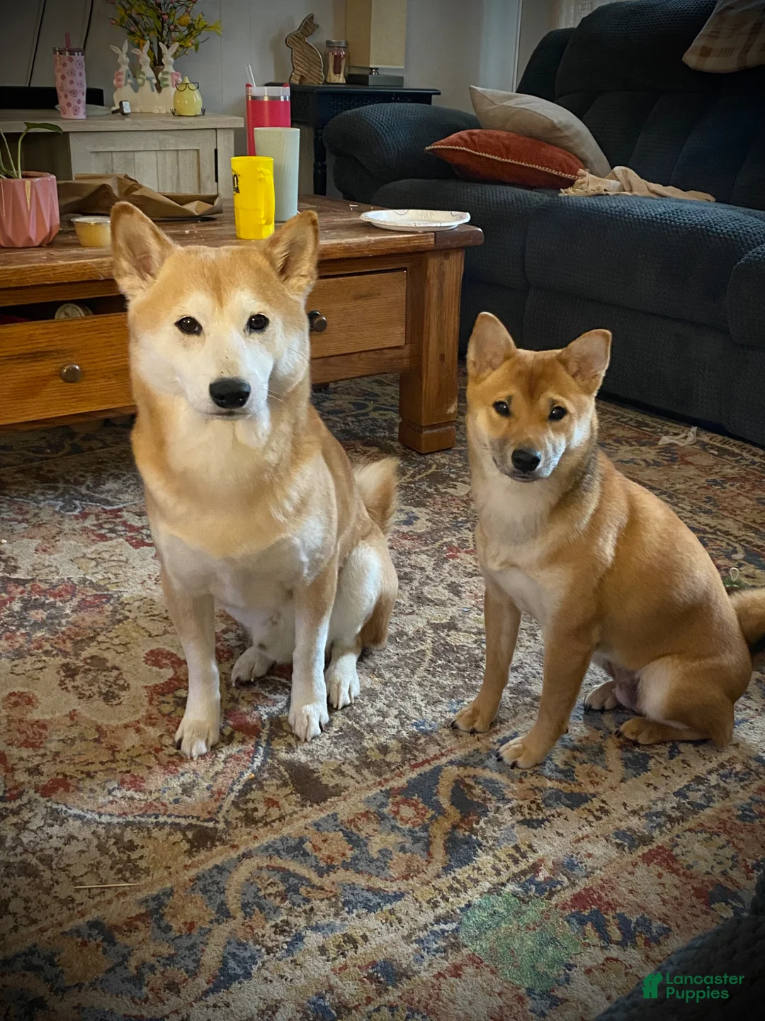 Shiba Inu dogs for sale: Shiba Inu Puppy 1 - Ad 9