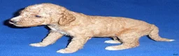 Cockapoo dogs for sale: Teddy - Ad 8