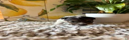 Wire Fox Terrier dogs for sale: Fru Fru  - Ad 7