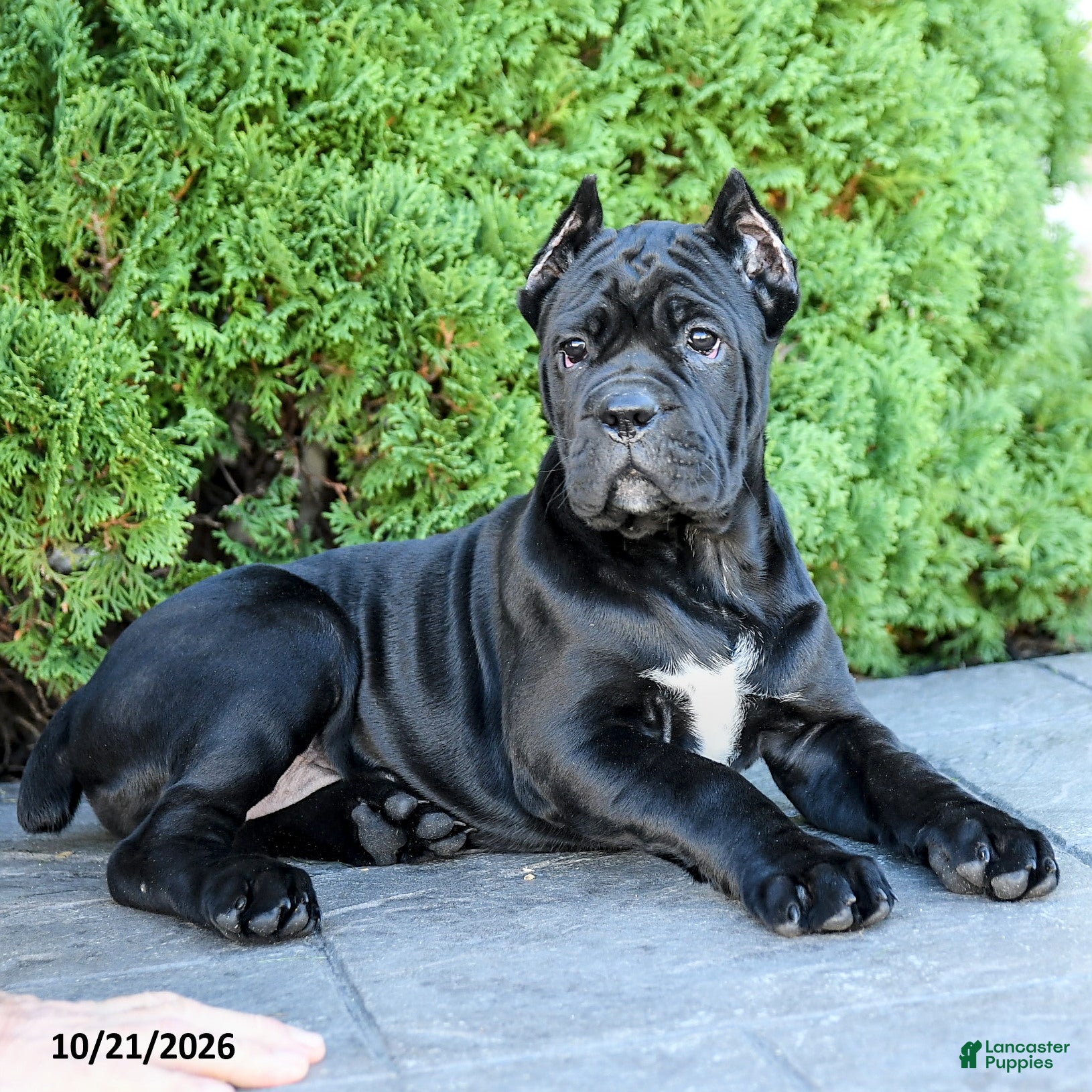 Cane Corso dogs for sale: Bri  - Ad 2
