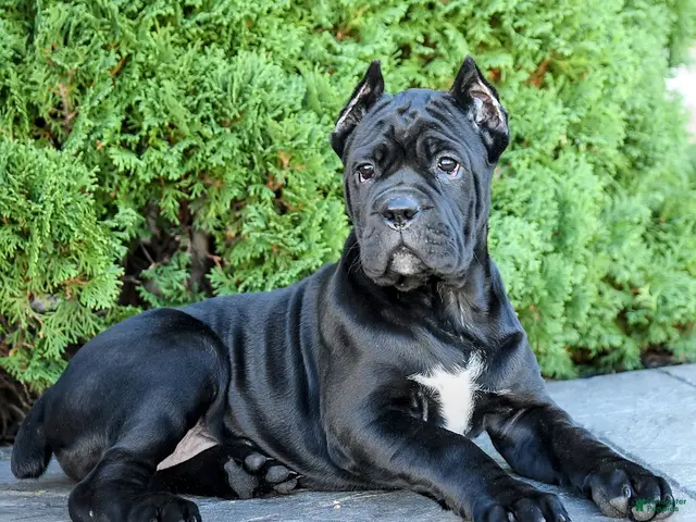 Cane Corso dogs for sale: Bri - Ad 2