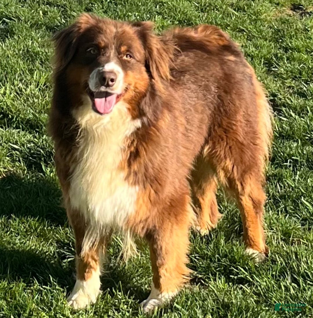 Mixed Breed dogs for sale: Poppy  - Ad 7