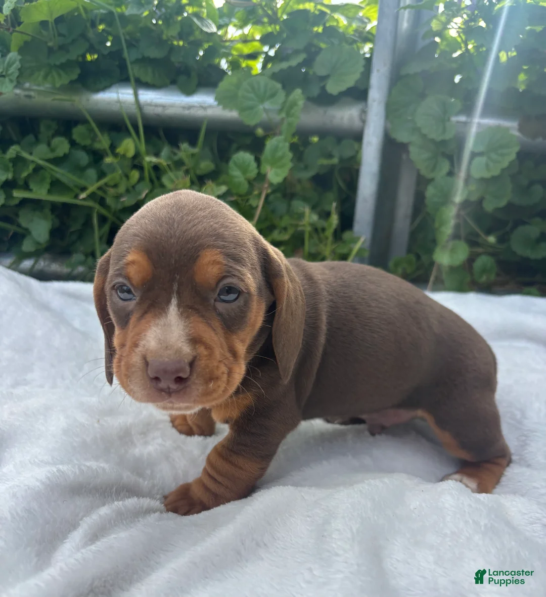 Mixed Breed dogs for sale: Andy - Ad 2