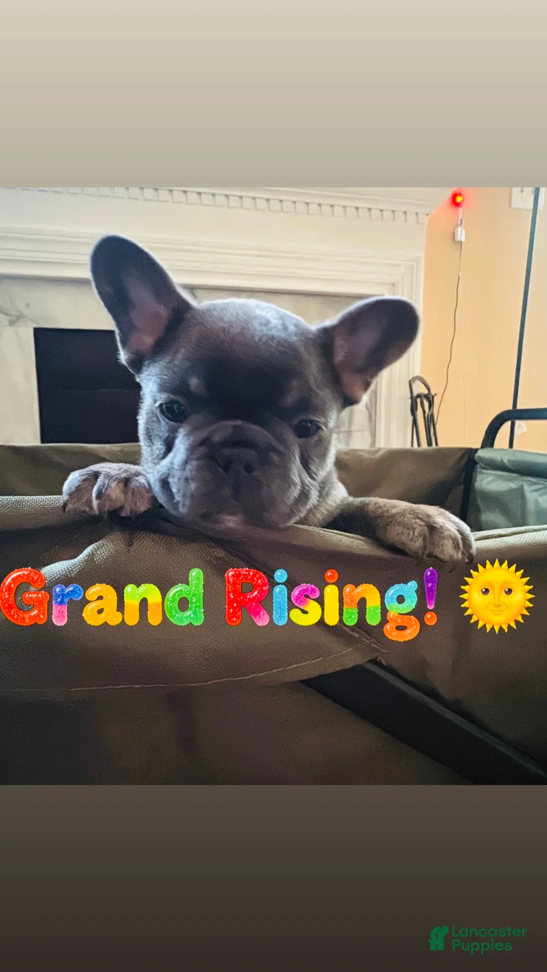 French Bulldog dogs for sale:  Kova - Ad 3