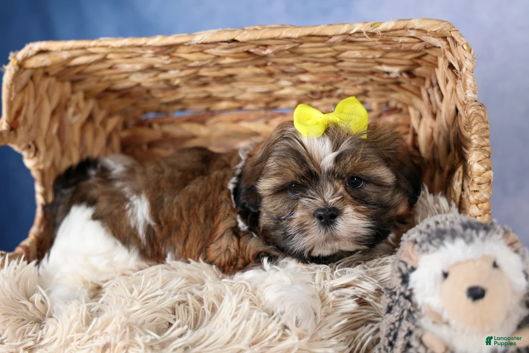Shih Tzu dogs for sale: GISMO - Ad 1