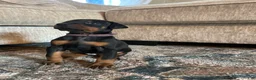 Doberman Pinscher dogs for sale: Upcoming Doberman Litter  - Ad 11