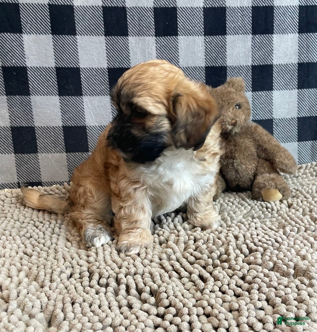 Teddy Bear dogs for sale: Sammy - Ad 22