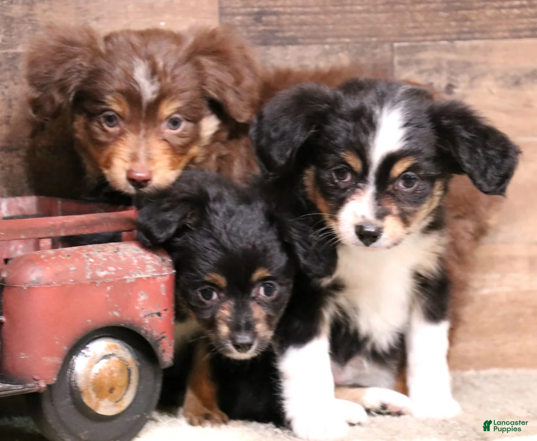 Toy Australian Shepherd dogs for sale: Dahlia smallest of the litter - Ad 7