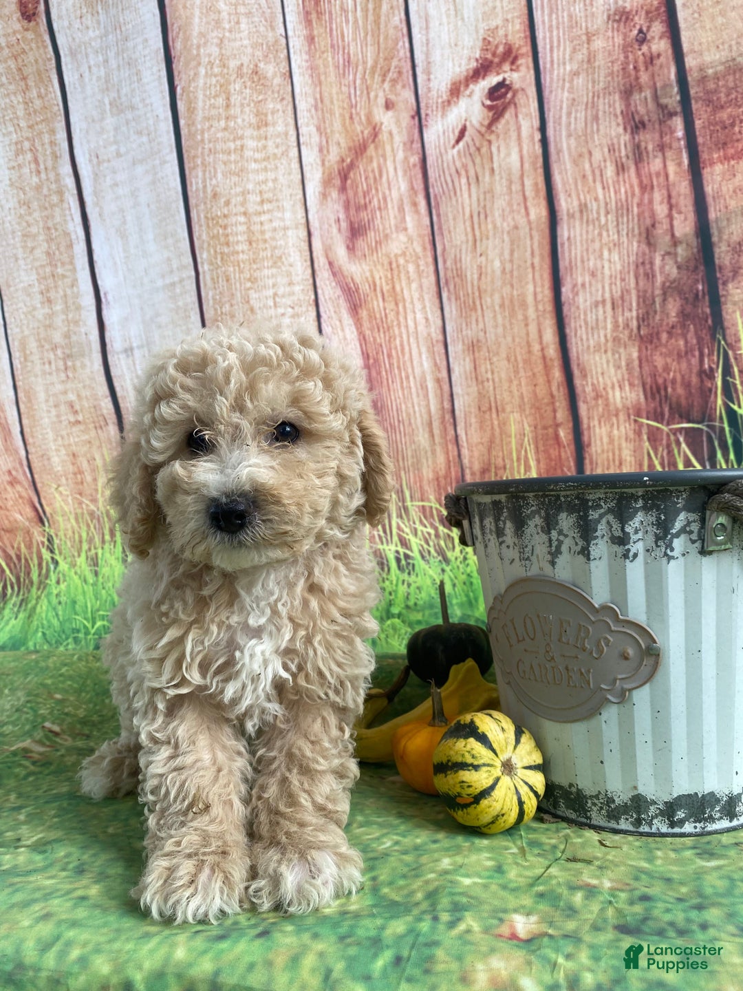 Bichpoo dogs for sale: Theo - Ad 6