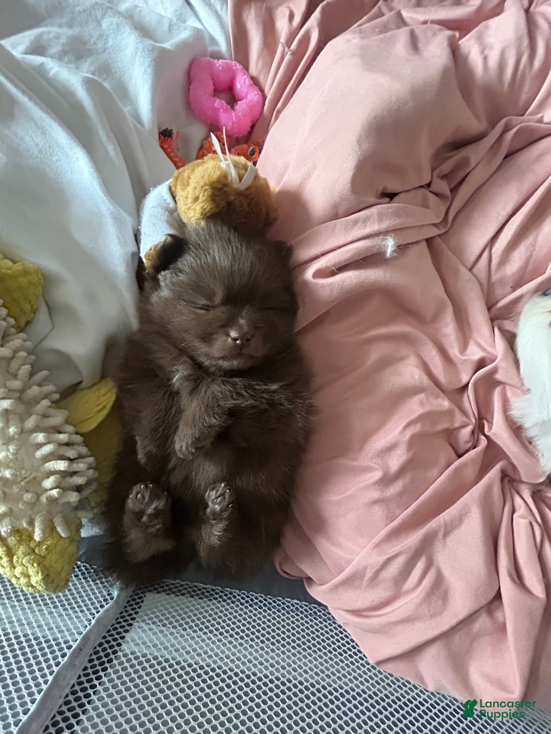 Pomeranian dogs for sale: Pomeranian Puppy 1 - Ad 8