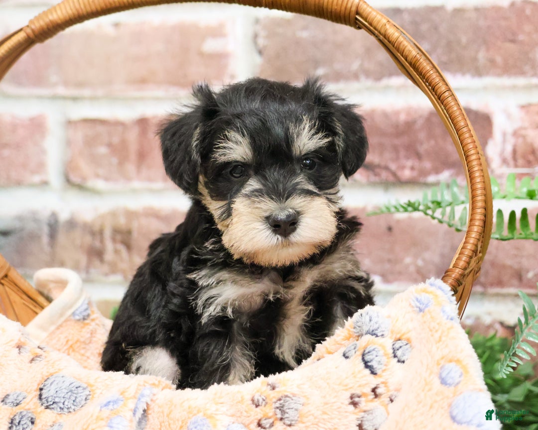 Miniature Schnauzer dogs for sale: Gus - Ad 2