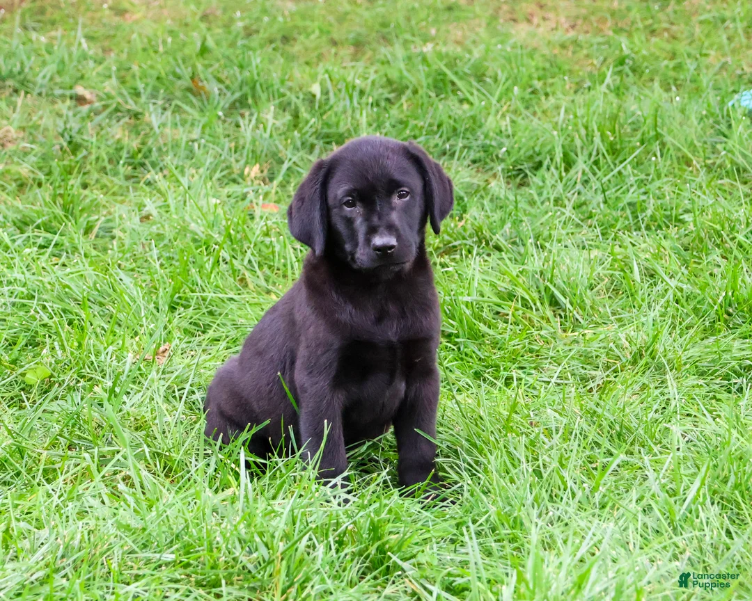 Labrador Retriever dogs for sale: Melvin - Ad 1