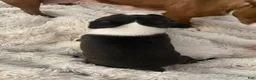 Boston Terrier dogs for sale: Pending - Duncan - Ad 5