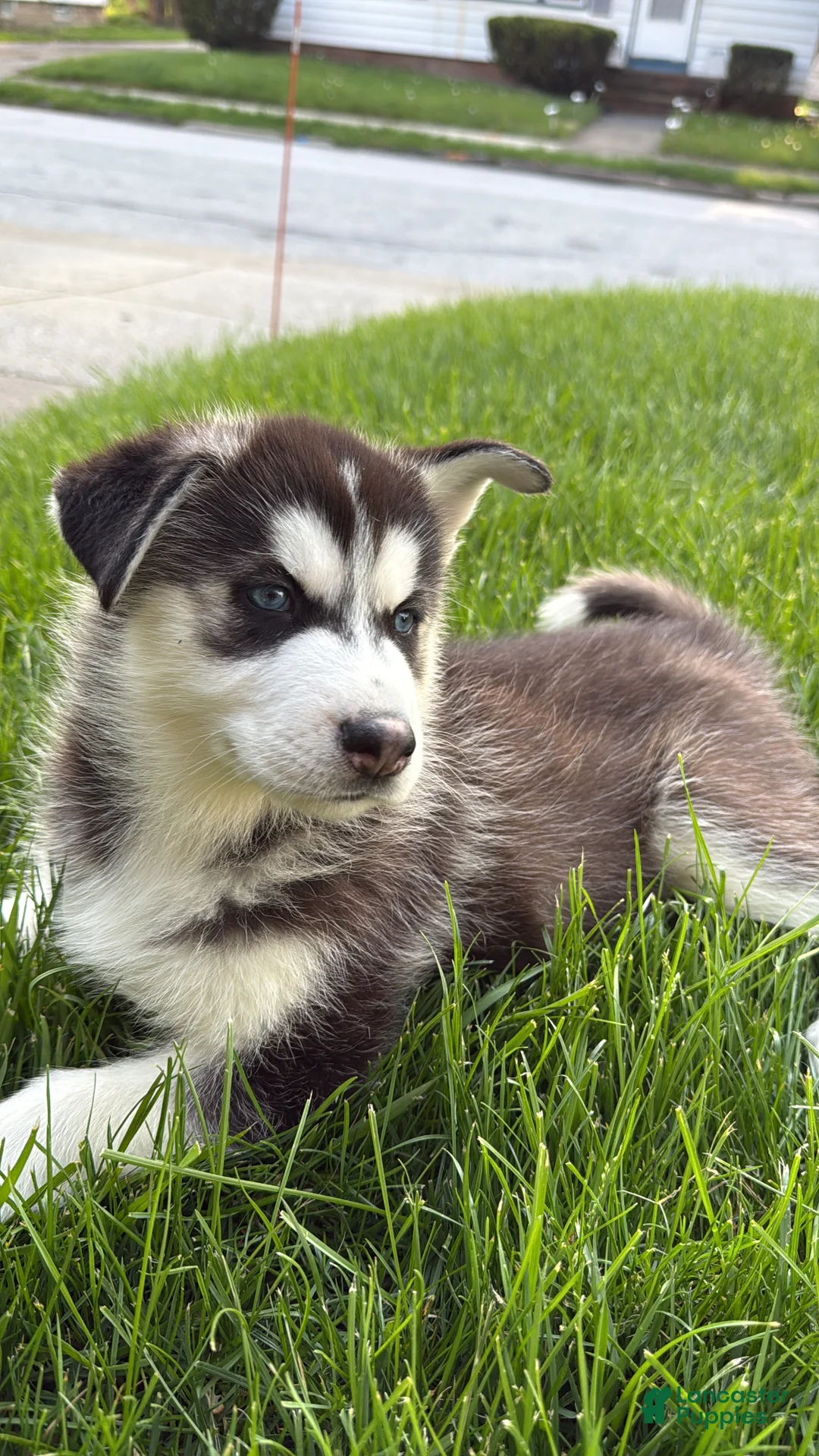 Siberian Husky dogs for sale: Theo - Ad 1