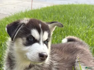 Siberian Husky dogs Theo - Ad 29