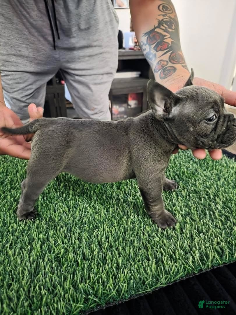 American Bully dogs American Bully 2 - Ad 12