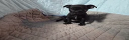 Chihuahua dogs for sale: Chihuahua 3 - Ad 6