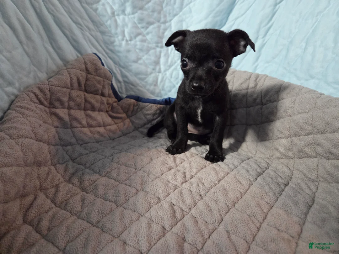 Chihuahua dogs for sale: Chihuahua 3 - Ad 6