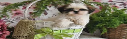 Shih Tzu dogs for sale: Kate - Ad 2