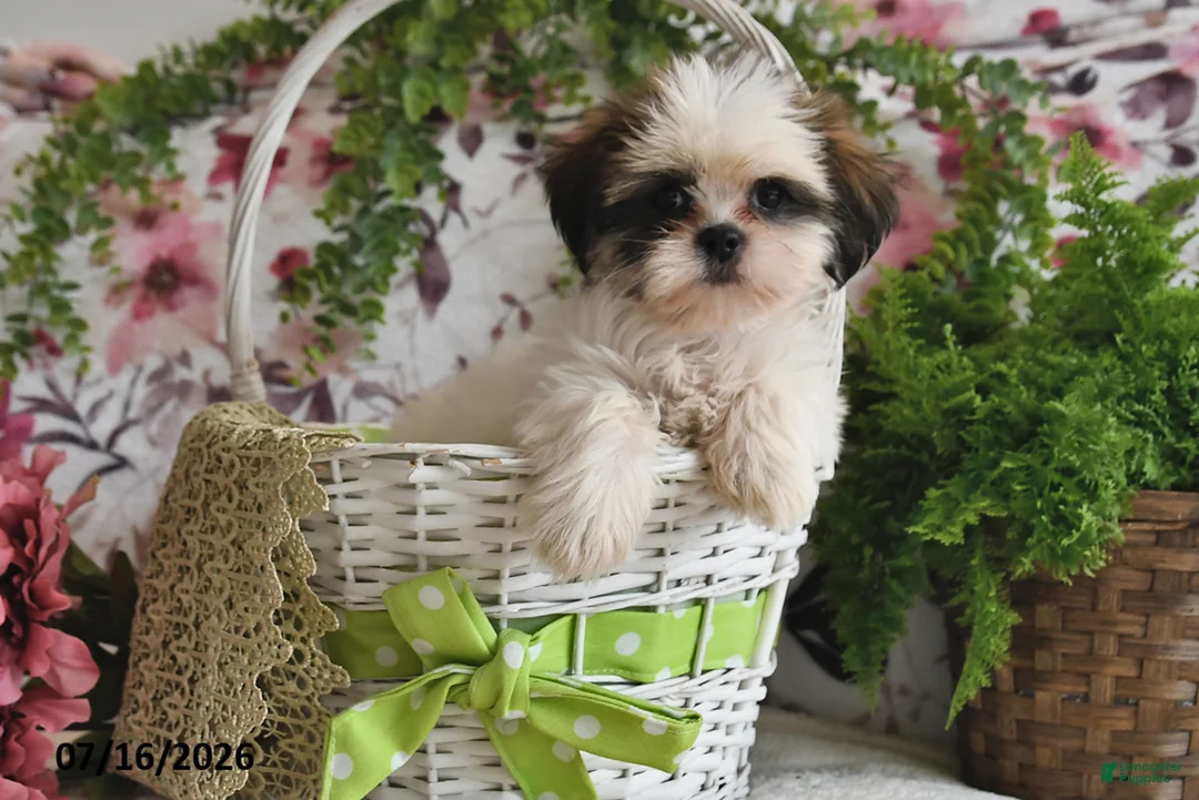 Shih Tzu dogs for sale: Kate - Ad 2