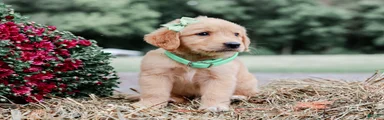 Aiken AKC Golden Retriever Pup