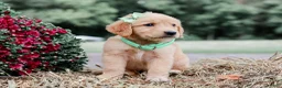 Golden Retriever dogs for sale: Aiken AKC Golden Retriever Pup - Ad 2