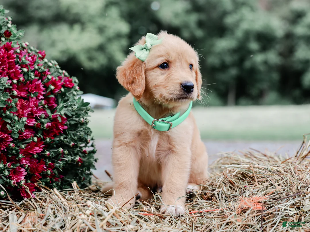 Golden Retriever dogs for sale: Aiken AKC Golden Retriever Pup - Ad 2