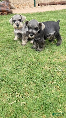 Miniature Schnauzer dogs Salt and Pepper - Ad 2