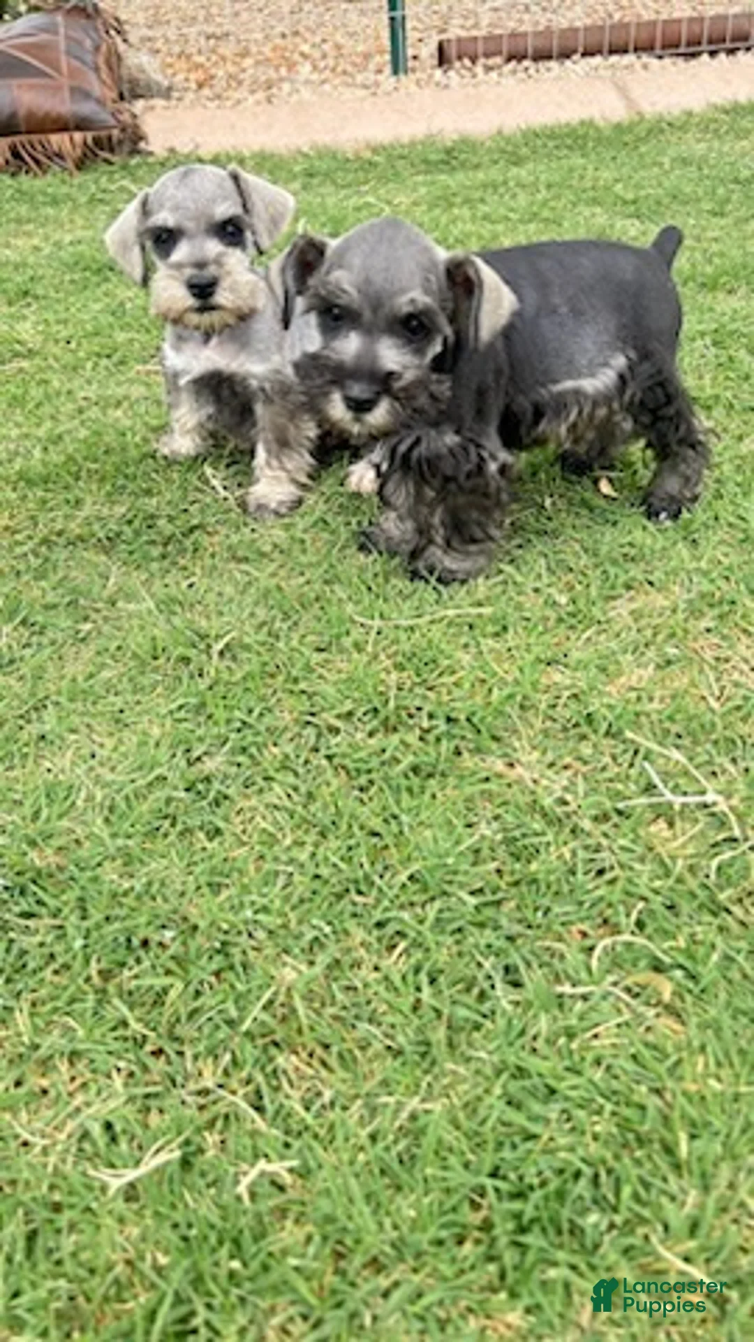 Miniature Schnauzer dogs for sale: Salt and Pepper - Ad 2
