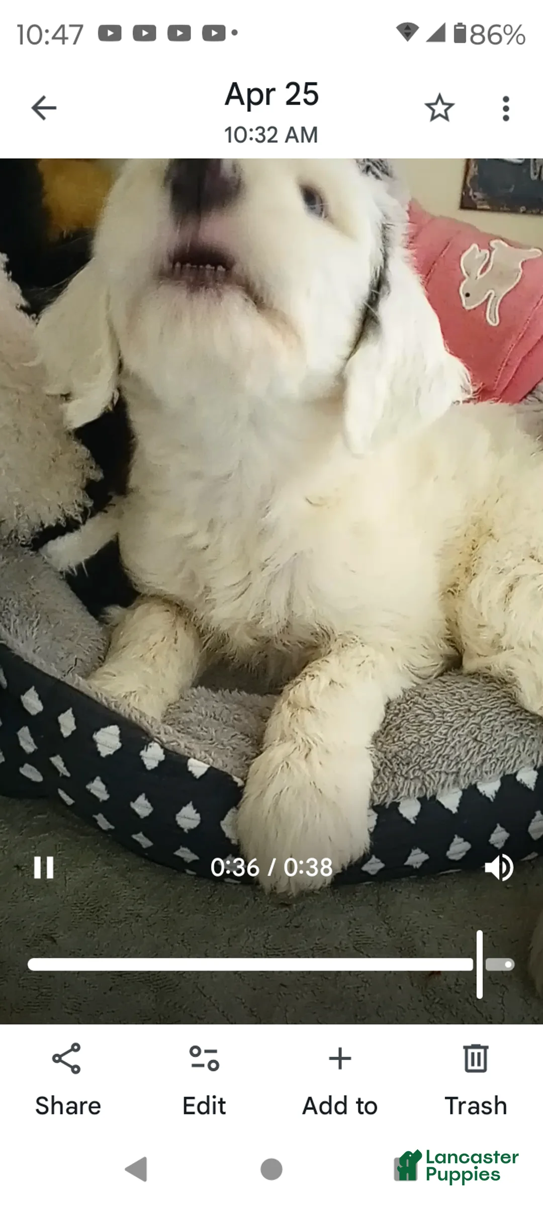 Sheepadoodle dogs for sale: Diva! - Ad 1