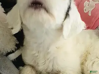 Sheepadoodle dogs for sale: Diva! - Ad 3