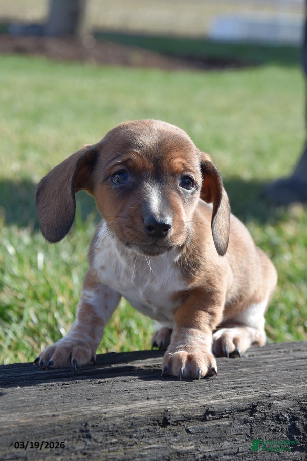 Miniature Dachshund dogs Happy - Ad 1