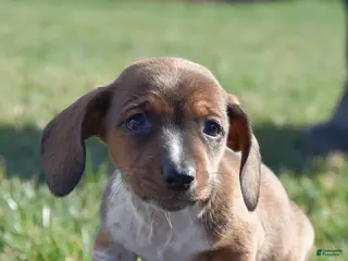 Miniature Dachshund dogs for sale: Happy - Ad 4