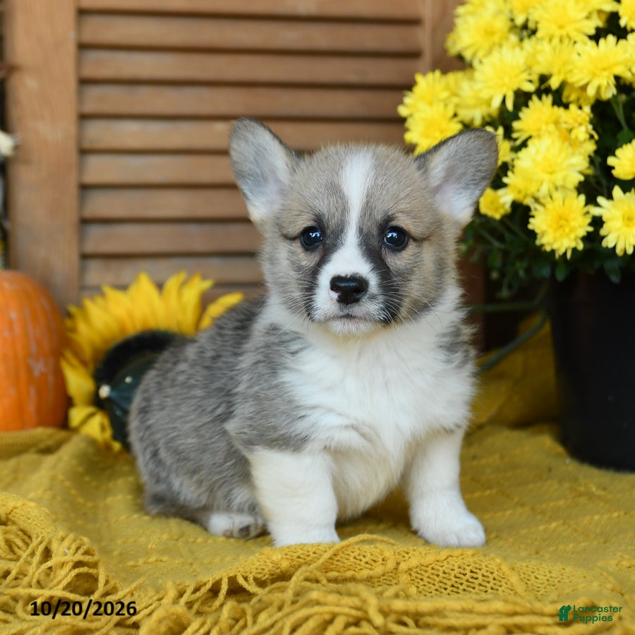 Welsh Corgi Pembroke dogs for sale: Denver - Ad 2