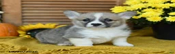 Welsh Corgi Pembroke dogs for sale: Denver - Ad 2